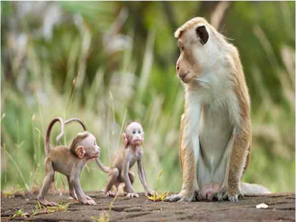 Mơ thấy con khỉ báo hiệu điềm gì, nên đánh số mấy?