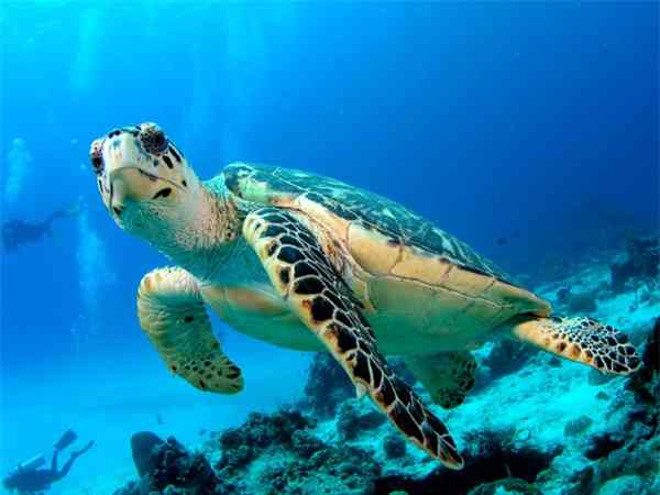 Mơ thấy rùa là điềm tốt hay xấu, đánh con gì thì trúng đề?