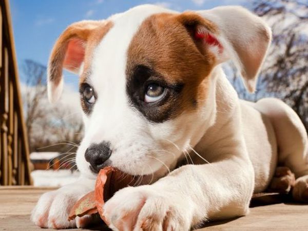 Mơ thấy chó đánh con gì đổi đời, điềm báo hên hay xui?