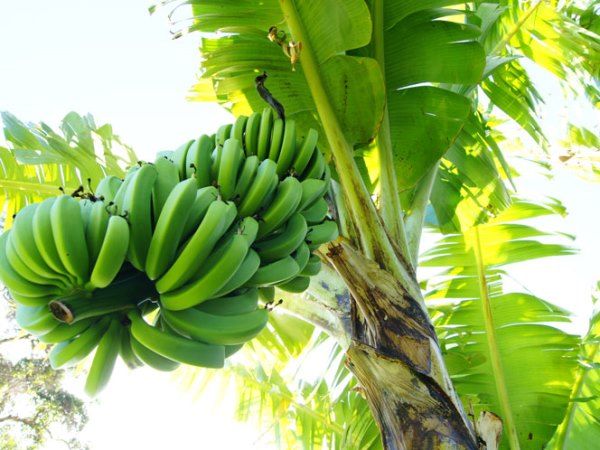 Mơ thấy cây chuối đánh con số nào may mắn?