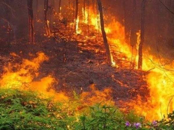 Mơ thấy cháy rừng đánh liền tay cặp số may mắn nào?