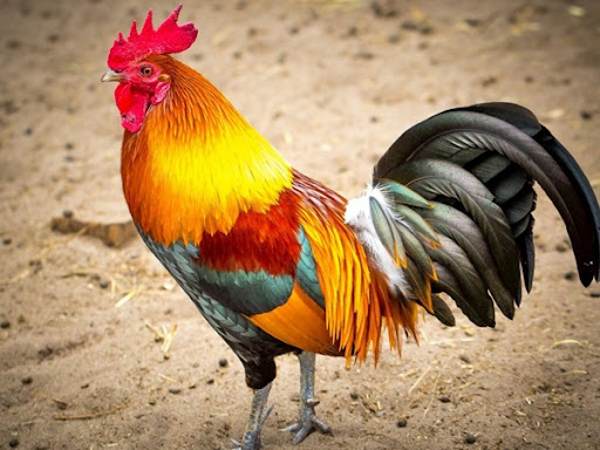 Mơ thấy gà trống đánh con gì, điềm báo tốt hay xấu?