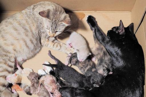 Mơ thấy mèo đẻ đánh con gì – Chiêm bao thấy mèo đẻ là điềm tốt hay xấu