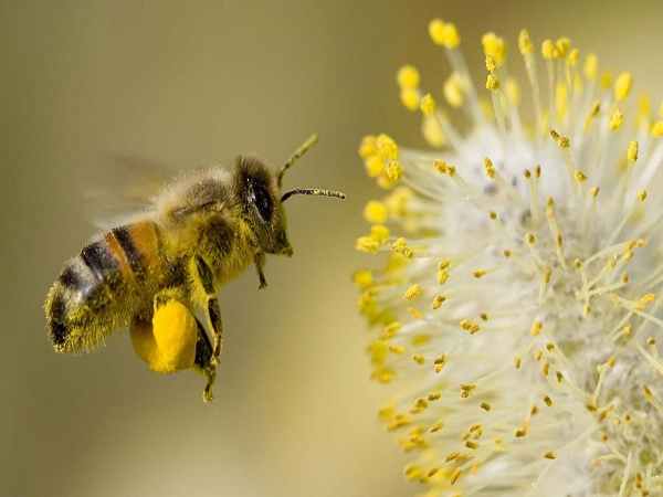 Con ong số mấy? Nằm mê thấy con ong điềm báo tốt xấu?