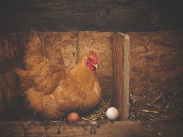 Mơ thấy gà để trứng là điềm tốt hay xấu, liên quan tới con số nào