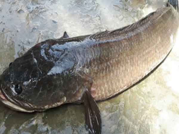 Mơ thấy cá chuối Mơ thấy cá chuối