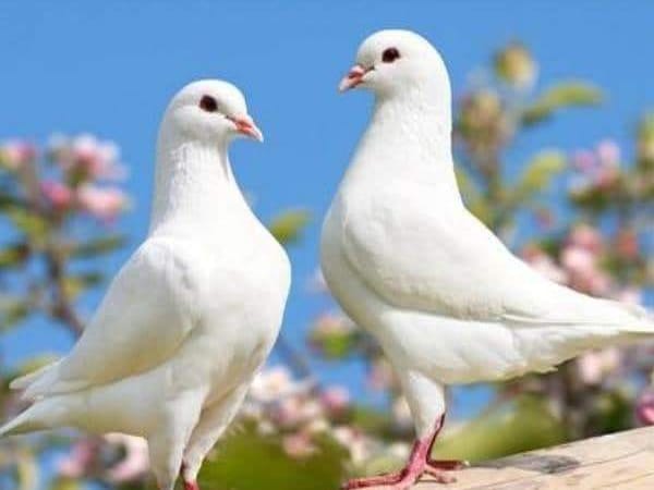 Mơ thấy chim Bồ Câu có phải biểu tượng hòa bình, những con số liên quan