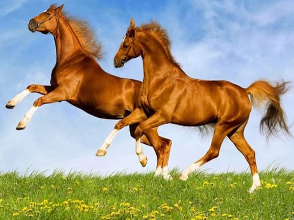 Mơ thấy ngựa đanh con gì trúng lớn