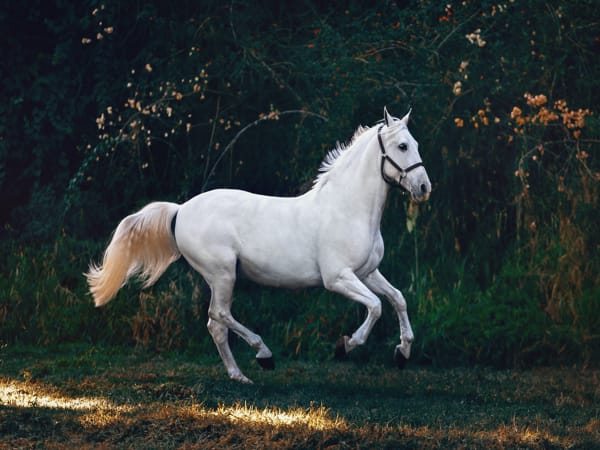 Mơ thấy ngựa trắng điềm tốt hay xấu