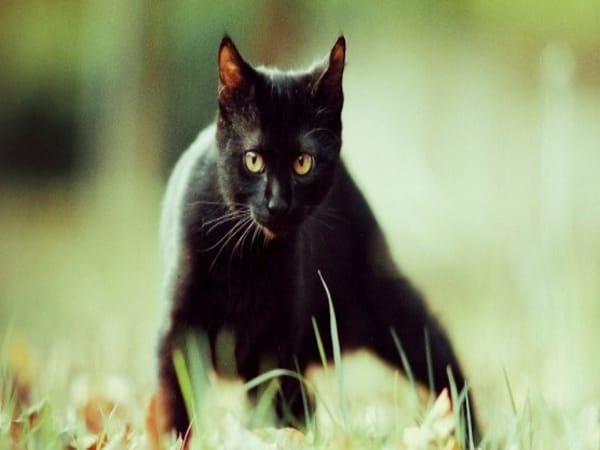 Nằm mơ thấy mèo đen có phải điềm xấu, con số may mắn đi kèm