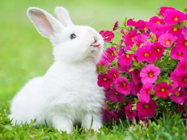 Mơ thấy thỏ trắng đánh con gì, điềm báo dữ hay lành?