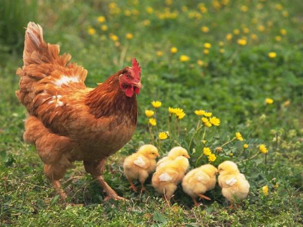 Giải mã giấc mơ thấy gà mái? Đánh con gì?