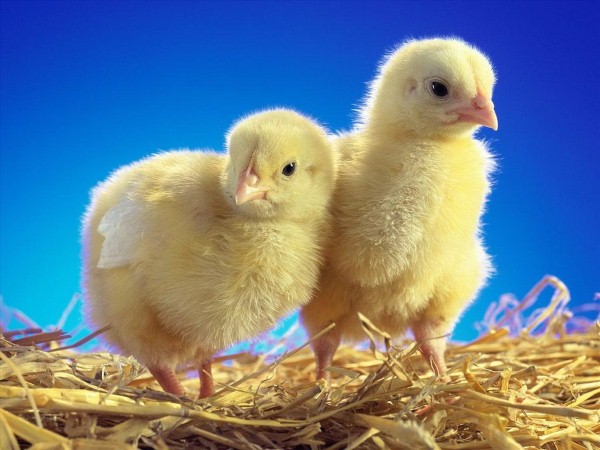 Mơ thấy gà con đánh con gì? Là điềm hên hay xui?