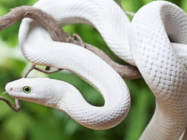 Mơ thấy rắn trắng may hay rủi đánh con gì giải xui cho bản thân?
