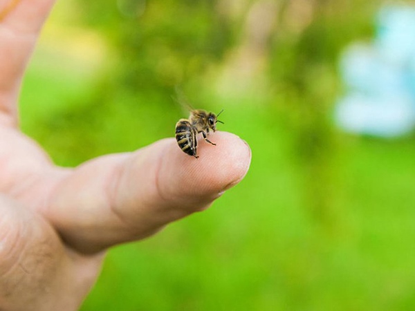 Bị ong đốt là điềm gì, đánh ngay số mấy nhanh phát tài?