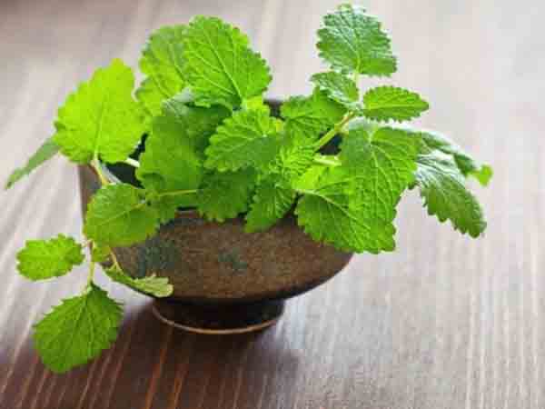 Ngủ mơ thấy cây bạc hà