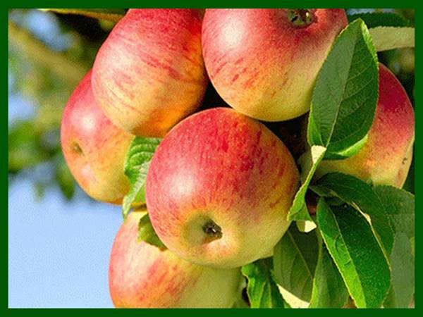 Giải mã ý nghĩa mơ thấy cây táo mang điềm báo gì?