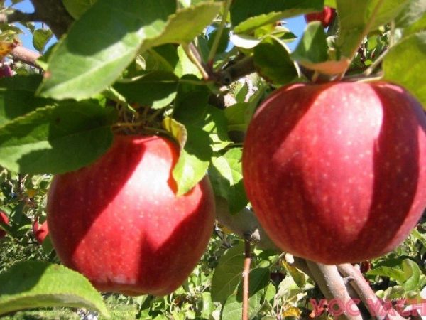 Mơ thấy cây táo đánh con gì? Là điềm báo gì cho tương lai?