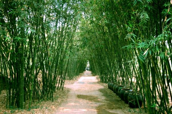 Mộng thấy cây tre đánh con gì?