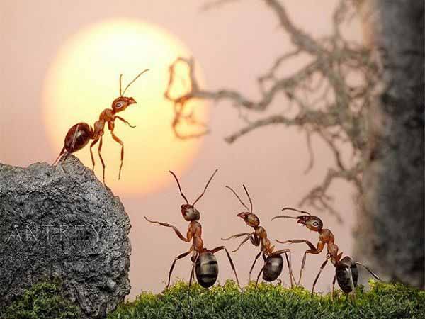 Nhìn thấy con kiến mua vé số con gì, báo điềm gì may mắn