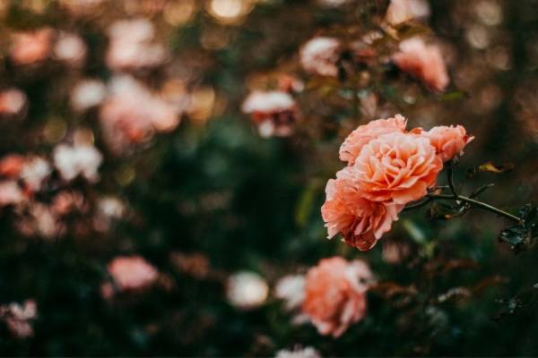 Nhìn thấy hoa hồng – Điềm báo vận xui đang tới hay cuộc đời lên hương?
