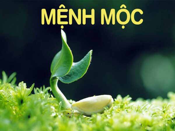 Tổng quan tử vi về người mệnh Mộc ngày 30/4/2025 thứ 4 hôm nay