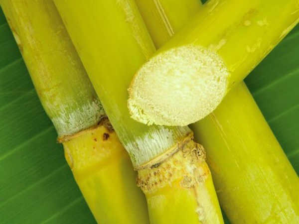 Ý nghĩa của việc nằm mơ thấy cây mía