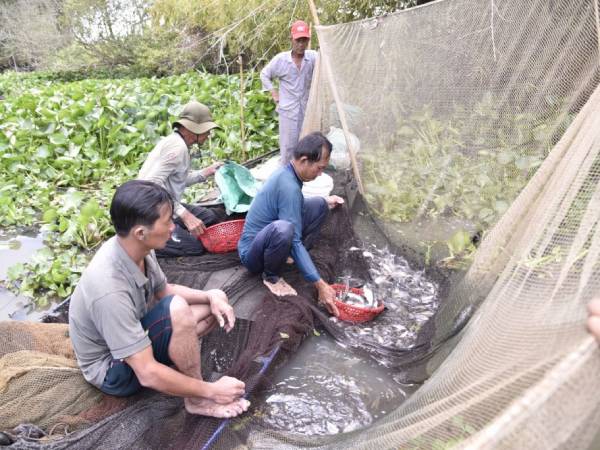Nằm mơ thấy bắt cá là điềm báo gì, con số mấy hồng phát? Nằm mơ thấy bắt cá là điềm báo gì, con số mấy hồng phát?