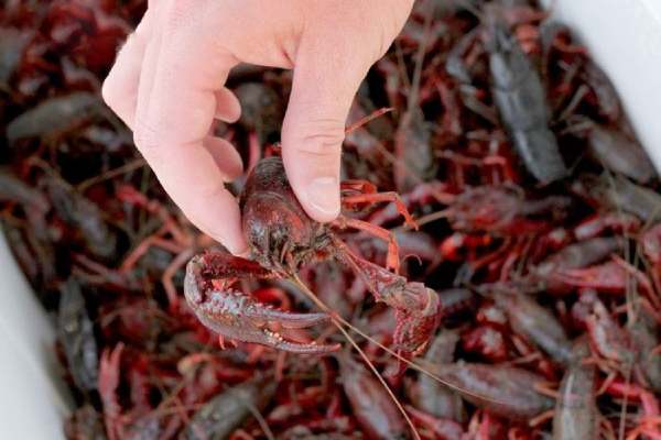 Nằm mơ thấy bắt tôm chết hoặc tôm yếu