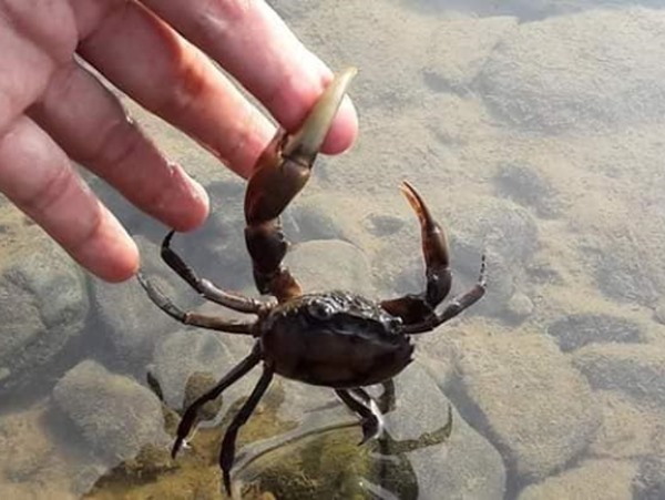 Nằm mơ thấy bắt cua đồng là điềm gì, con gì số mấy? Nằm mơ thấy bắt cua đồng là điềm gì, con gì số mấy?