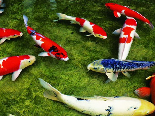 Cá chép số mấy? Mơ thấy cá chép vàng là điềm báo gì? Cá chép số mấy? Mơ thấy cá chép vàng là điềm báo gì?