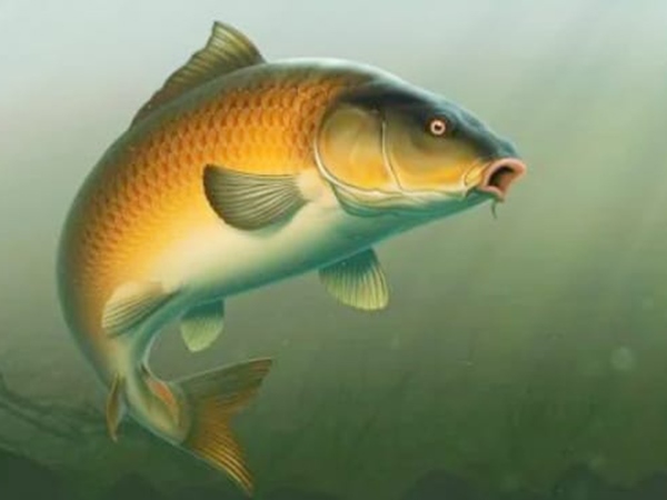 Cá chép số mấy? Mơ thấy cá chép vàng là điềm báo gì?