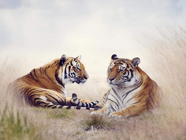 Con số may mắn hôm nay 5/3/2026 thứ 5 của 12 con giáp