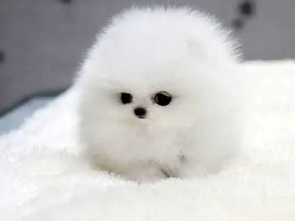 Hé lộ bất ngờ con chó nhỏ số mấy, số bao nhiêu ít ai biết