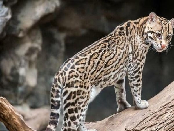 Giải mã con mèo rừng là số mấy đầy đủ theo kinh nghiệm