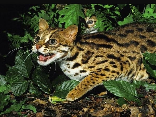 Mèo rừng trong văn hóa và đời sống