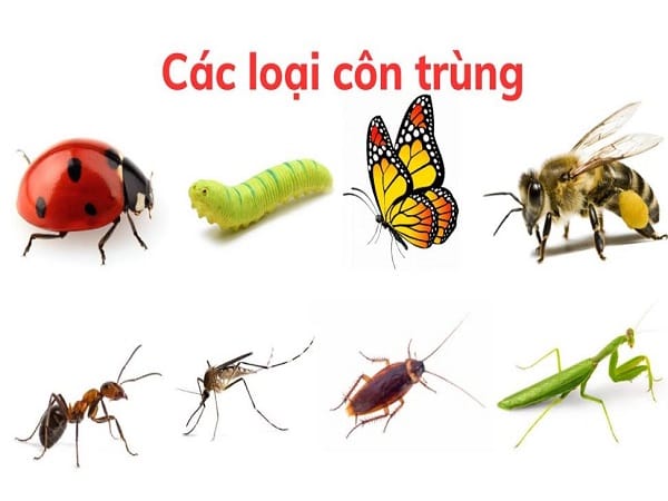 Côn trùng số mấy? Tổng quan cách hiểu phổ biến